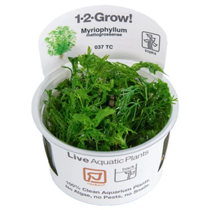 1-2-Grow! Myriophyllum mattogrossense