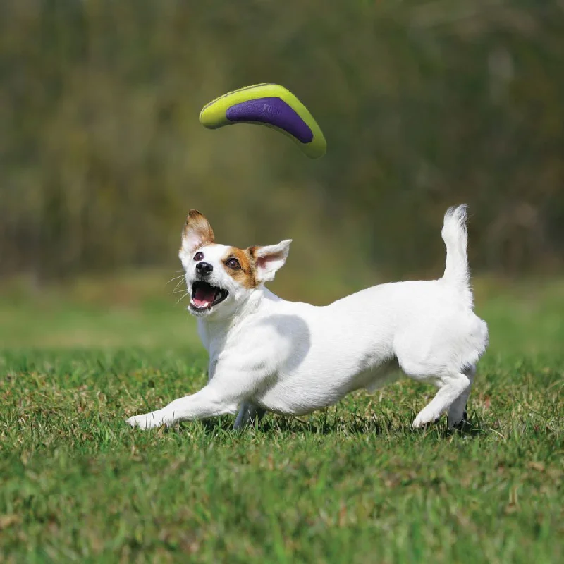 KONG Airdog® Squeaker Boomerang