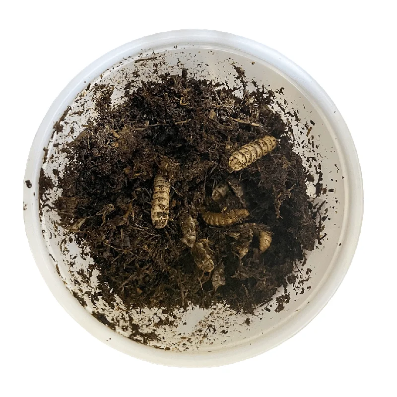 Pisces Black Soldier Fly Larvae - 25-Pack