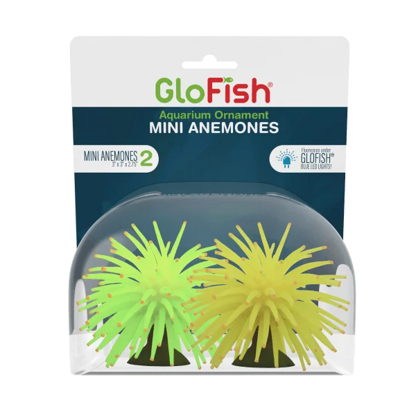 Tetra GloFish Anemone