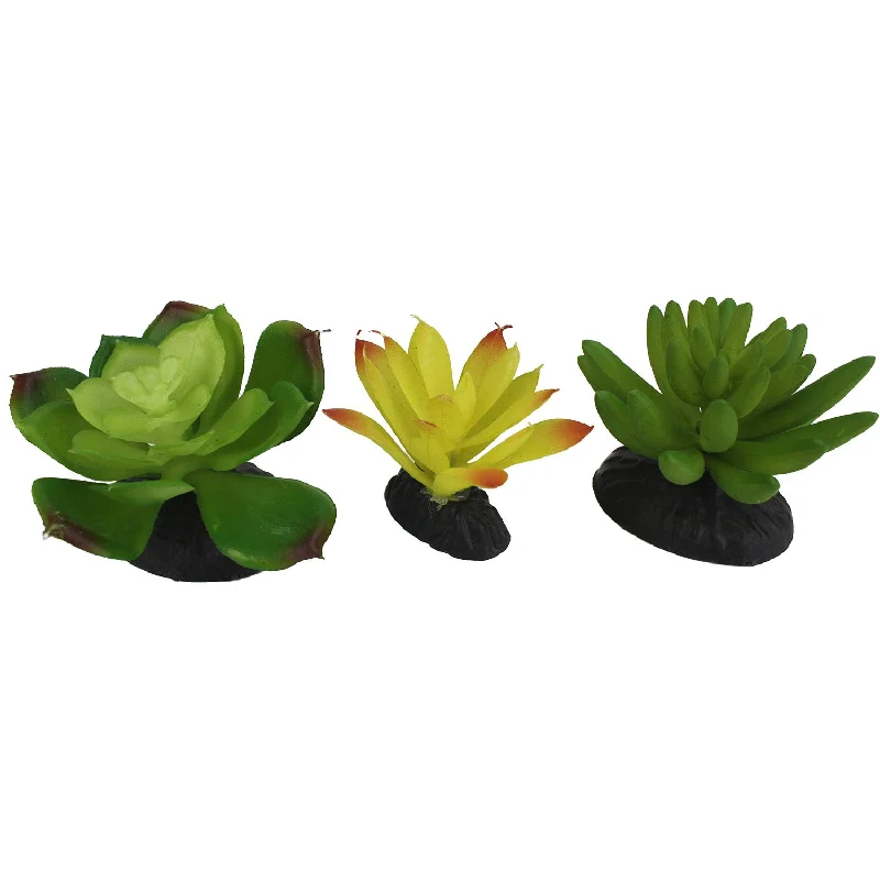 Komodo Succulent, 3 pk